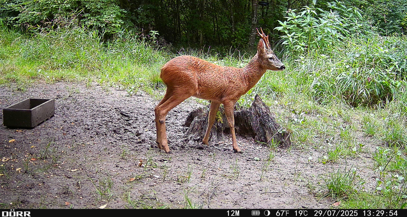 Rehbock, Trailcam-Aufnahme am Tag