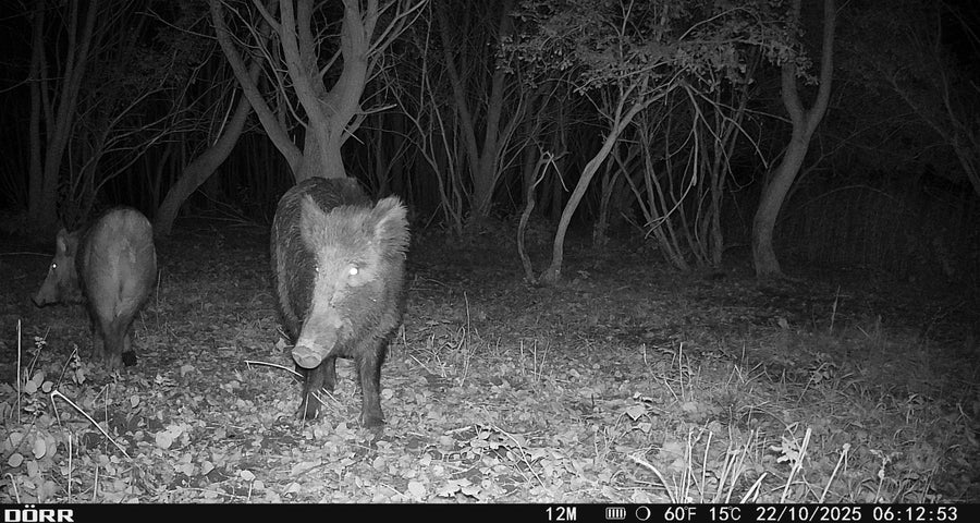 Schwarzwild-Überläufer wechselt frontal auf die Kamera zu