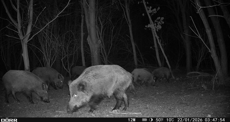 Schwarzwild-Rotte nachts an der Kirrung