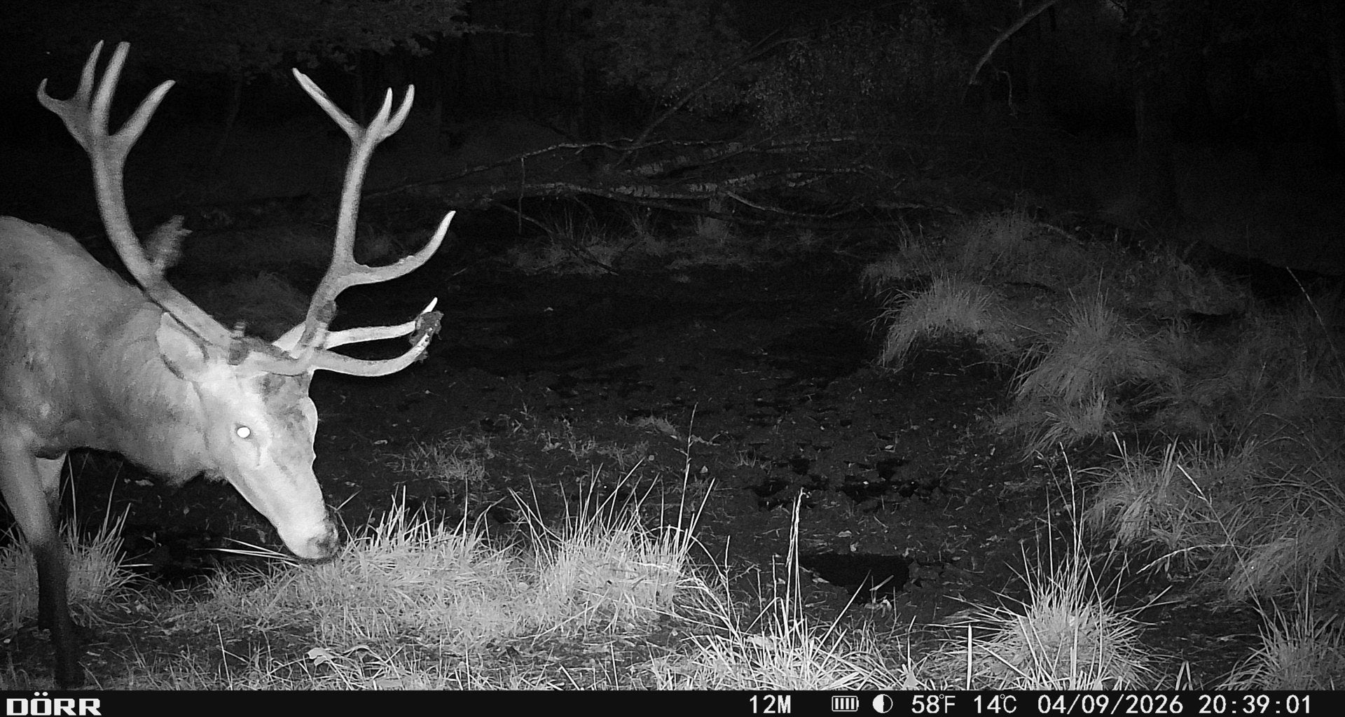 Reifer Rothirsch, Trailcam-Nachtaufnahme